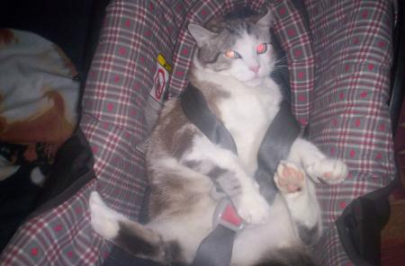 c'est qu'il a mis sa ceinture!