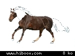 cheval