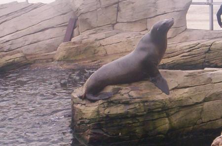 nausica 2006