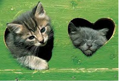 chat