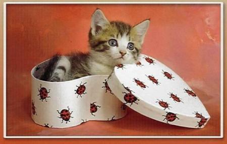 chat