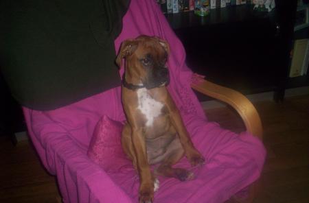 bosco