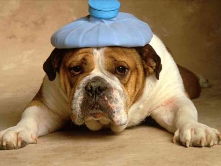 chien