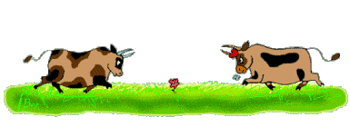 vache