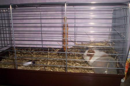 mon cochon d'inde