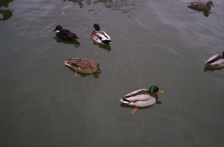 toujours a bord du bateau