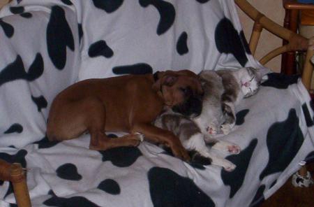 entre chien et chat