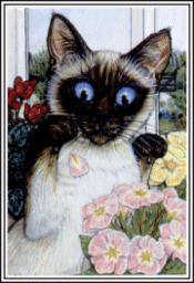 chat