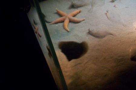 nausica 2006