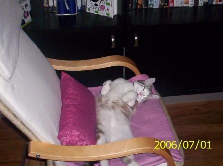 casper mon chat, se met a l'aise