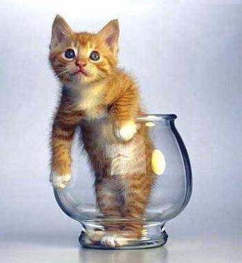 chat