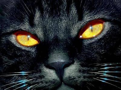 elle/il  a les yeux revolver,elle/il a le regerd qui tue!