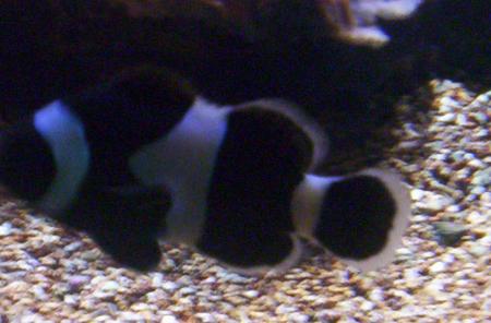 nausica 2006