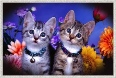 chat