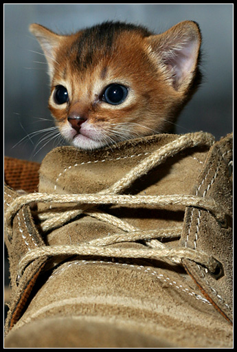 chat