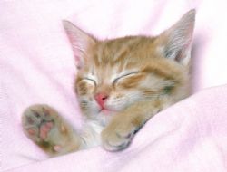 il dort comme un ange
