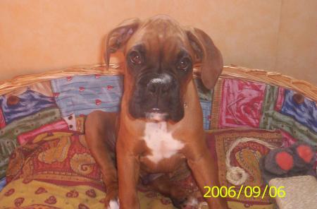 mon chien