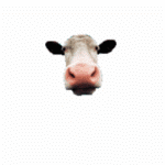 vache