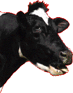 vache