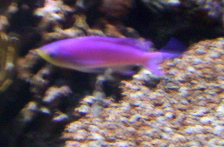 nausica 2006