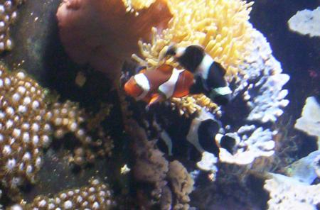 nausica 2006