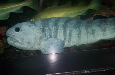 nausica 2006