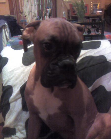 mon chien bosco (19 FEV 2007)