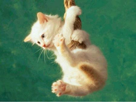 chat