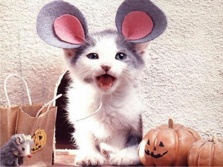 chat sourie lol